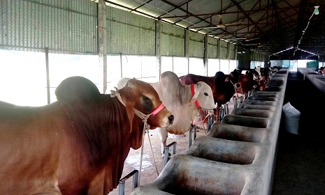 গো-খাদ্যের দাম বেড়ে যাওয়ায় বেকায়দায় ঈশ্বরদীর খামারিরা