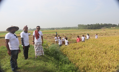 গোয়ালন্দে গরীব কৃষকের ধান কেটে দিল স্বেচ্ছাসেবক লীগের নেতাকর্মীরা