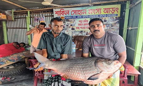 পদ্মার এক কাতল ৪৯ হাজার ৫শত টাকায় বিক্রি
