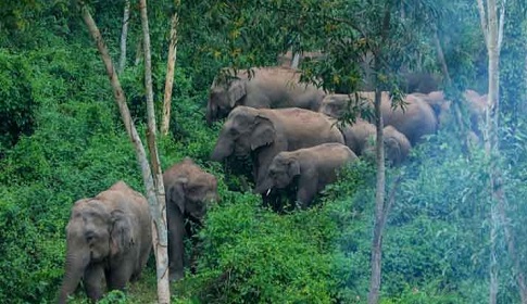 বরকলের বন্য হাতির আক্রমণে নিহত ১