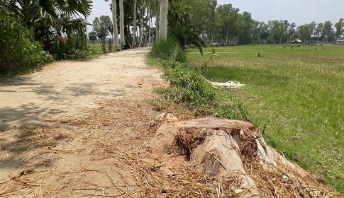 মান্দায় সরকারি রাস্তার গাছ কেটে বিক্রির অভিযোগ