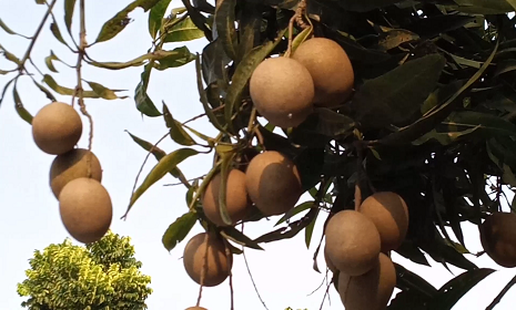 বাগেরহাটে আম গাছে থোকায় থোকায় ঝুলছে সফেদা ফল!