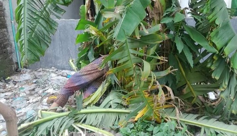 সাভারে বহুতল ভবনের নিচ থেকে অজ্ঞাত নারীর মরদেহ উদ্ধার