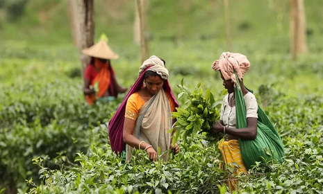 জাতীয় চা দিবস আজ