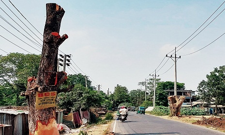 শতবর্ষী গাছসহ ১০০৯ টি গাছ কাটা পড়ছে, দাবি নতুন গাছ লাগানোর