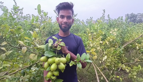লেবুর বাগান করে লাভবান কলেজ ছাত্র রিয়াজুল ইসলাম  
