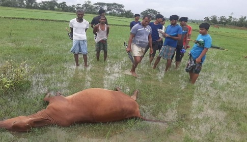 চট্টগ্রামে বজ্রপাতে দুই গরুর মৃত্যু