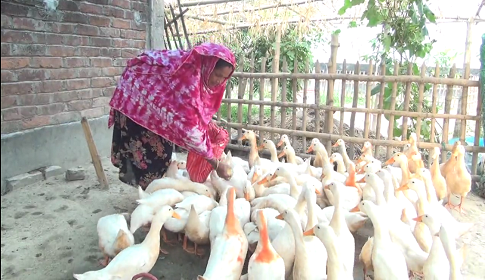 দিনাজপুরে হাঁস পালনে অনেক নারী উদ্যোক্তা স্বাবলম্বী