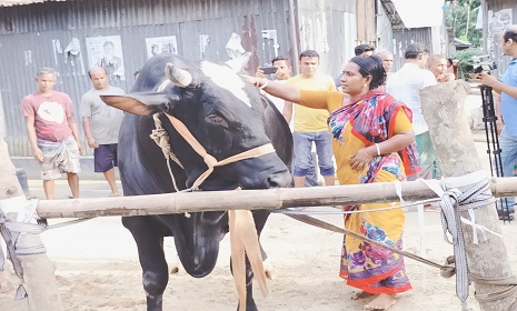 গরু মোটাতাজা করে সফল গৃহবধূ সাগরী