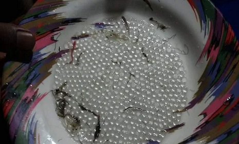হালদায় রেকর্ড সংখ্যক ডিম সংগ্রহ