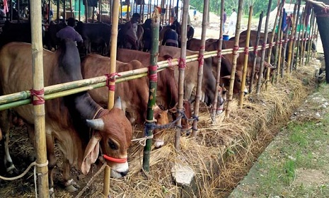 মইজ্জ্যারটেক পশুর হাট : অনুমতি ২ দিনের, বসবে ১০ দিন!