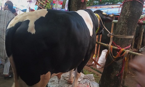 মইজ্জ্যারটেক হাটের বড় তারকা ‘কালা মানিক’