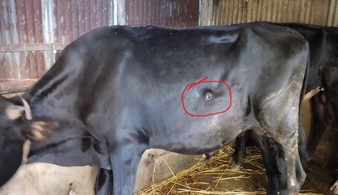 এক মাসে মারা গেছে ২ শতাধিক গরু, ক্ষতির মুখে খামারিরা