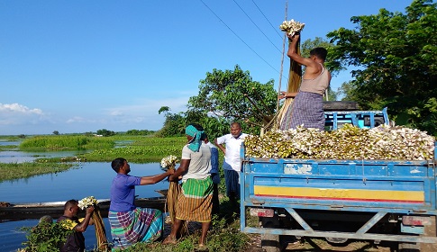 শ্রীনগরের আড়িয়ল বিলের শাপলা যাচ্ছে ঢাকায় 