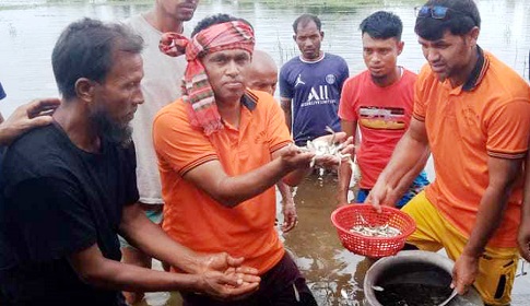 মহাদেবপুরের কালনা বিলে ৬ মণ মাছের পোনা অবমুক্ত