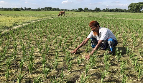 নওগাঁ অঞ্চলে বৃষ্টি নেই, আমন জমি ফেটে চৌচির