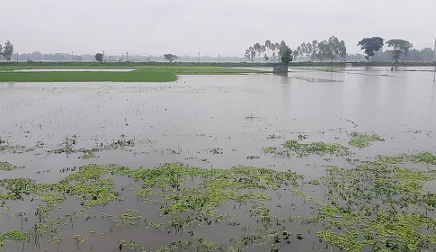 দেশের সর্বোচ্চ বৃষ্টিপাতের রেকর্ড কুড়িগ্রামে, তলিয়ে গেছে ৩৩৫ হেক্টর আমন ক্ষেত
