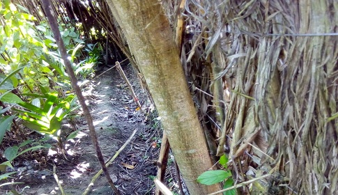 সাতক্ষীরায় পানের বরজে শিয়াল মারা বৈদ্যুতিক তারে জড়িয়ে চোরের মৃত্যু