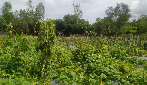 শ্রীমঙ্গলে রাতের আঁধারে কৃষকের জমির ফসল নষ্ট করেছে দুর্বৃত্তরা