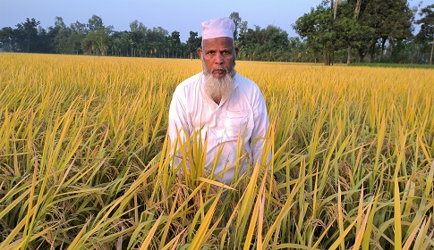 রাজারহাটে আগাম ‘ব্রিধান-৭৫’ জাতের ধানের বাম্পার ফলন