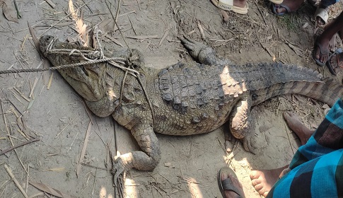 লোহাগড়ায় খালের সেই কুমির ধরলো গ্রামের সাহসী যুবকরা
