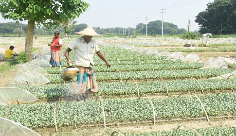 আবদুলপুরে বছরে ২৫ কোটি টাকার সবজি চারা উৎপাদন 