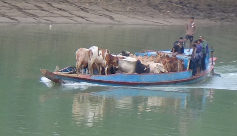 জৈন্তাপুর সীমান্ত দিয়ে ঢুকছে ভারতীয় চোরাই গরু-মহিষ, নীরব থানা পুলিশ