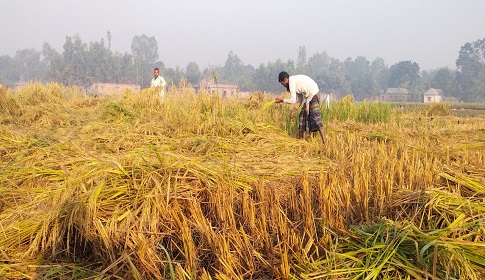 দিনাজপুরে আগাম আমন ধান কাটা শুরু 