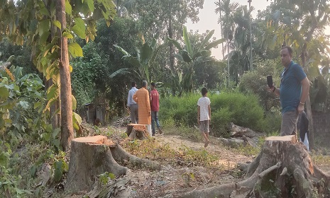 মৌলভীবাজারে রাতের আঁধারে অর্ধশত সেগুন গাছ উধাও, মুখ খুলছেন না স্থানীয়রা!