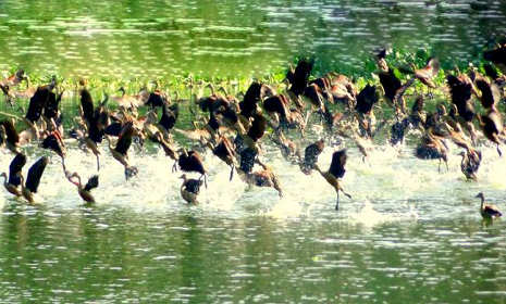 পরিযায়ী পাখিদের কলকাকলিতে মুখর নীলসাগর