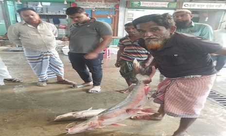 চাঁদপুরে পদ্মায় ধরা পড়লো ১২ কেজির আইড় মাছ