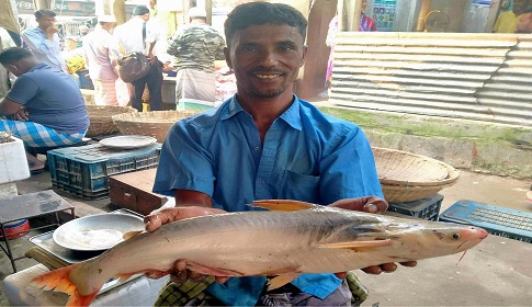 দেড় কেজি পাঙ্গাস দেড় হাজার টাকা!