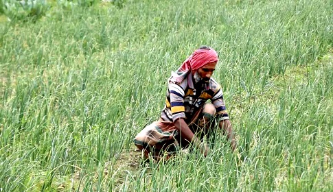 ঈশ্বরদীতে পদ্মার চরে পেঁয়াজের বাম্পার ফলন