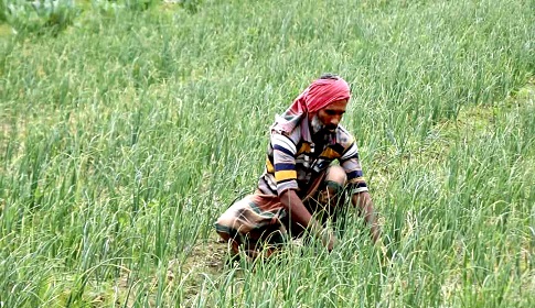 ঈশ্বরদীতে পদ্মার চরে পেঁয়াজের বাম্পার ফলন