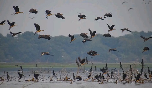 মহম্মদপুরে অতিথি পাখির আগমন