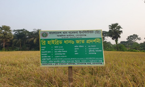 আমনে সমৃদ্ধির পথ দেখাচ্ছে ব্রি হাইব্রিড ধান৬ 