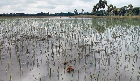 ২ দিনের টানা বৃষ্টিতে সালথায় ফসলের ব্যাপক ক্ষতির আশঙ্কা