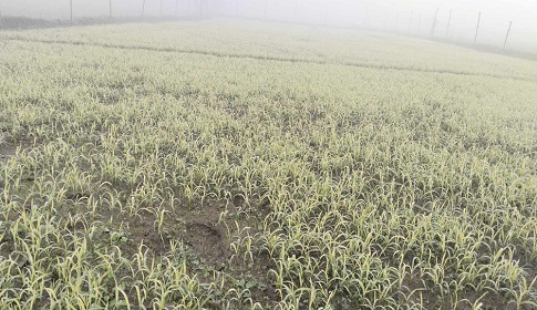 রাজারহাটে ঘন কুয়াশায় ইরি-বোরো বীজতলার চারা বিবর্ণ, দুঃশ্চিন্তায় কৃষক