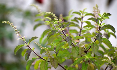 তুলসীপাতার ভেষজ গুণ