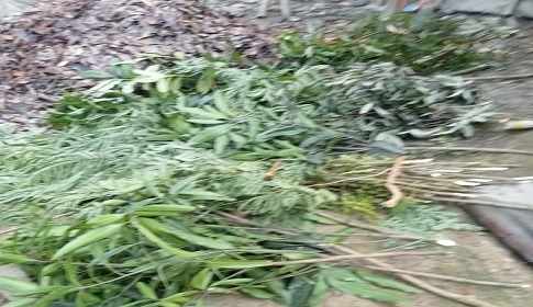 প্রতিপক্ষের প্রতিহিংসায় কাটা পড়ল সাড়ে ৮০০ গাছ  