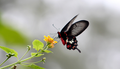 ফুলে ফুলে প্রজাপতি 