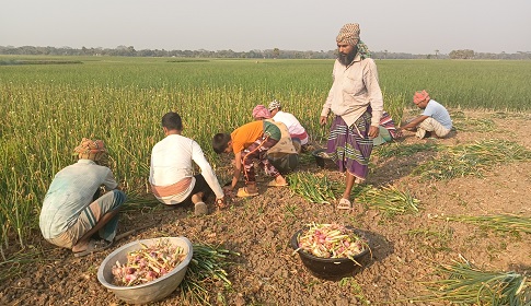 দামের আশায় হালি পেঁয়াজ উত্তোলন করছে সালথার চাষিরা