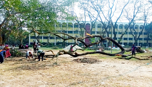 ইবিতে মুক্ত মঞ্চের জন্য কাটা পড়ল গাছ