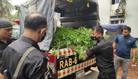 কাশিয়ানী উপজেলা স্বাস্থ্য কমপ্লেক্স চত্ত্বরে মিলল গাঁজার বাগান