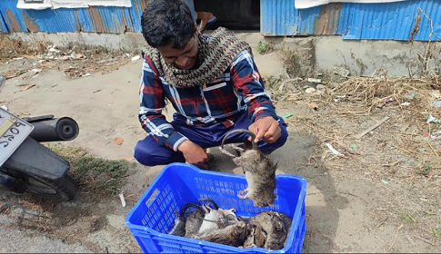 ধান রক্ষায় ইঁদুরের লেজ প্রতি ১০ টাকা দেওয়ার ঘোষণা