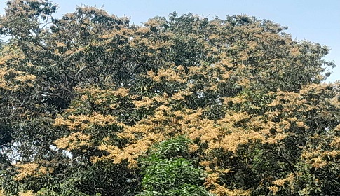 চুয়াডাঙ্গার গাছে গাছে আমের মুকুল, কাঙ্খিত উৎপাদন নিয়ে শঙ্কা