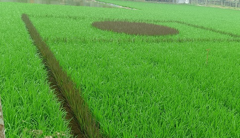 কুড়িগ্রামে সবুজ ধান ক্ষেতে জাতীয় পতাকা