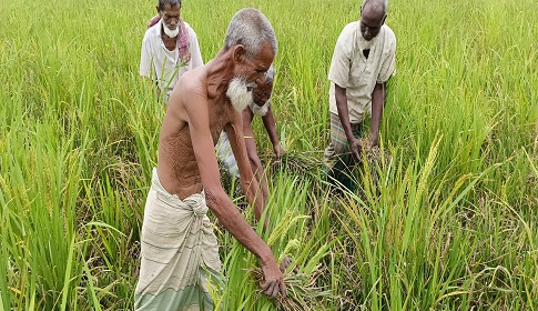 গৌরীপুর বিভিন্ন রোগে আক্রান্ত রহমত-৩ জাতের ধান, ক্ষতিগ্রস্ত অর্ধশত কৃষক