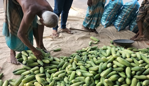 গৌরীপুরে শসা ২ টাকা কেজি, লোকসানের মুখে চাষিরা