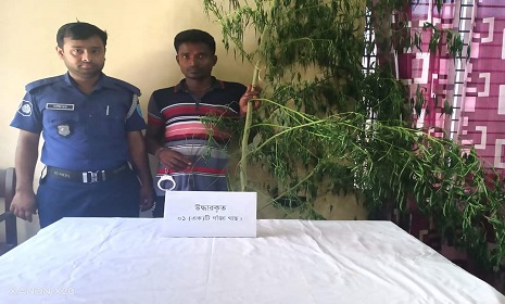 পাংশায় গাঁজা গাছ ও ট্যাপেন্টাডল উদ্ধারসহ ২ মাদক ব্যবসায়ীসহ ৪ আসামী গ্রেফতার